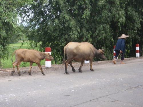Cow on lead, calf following.